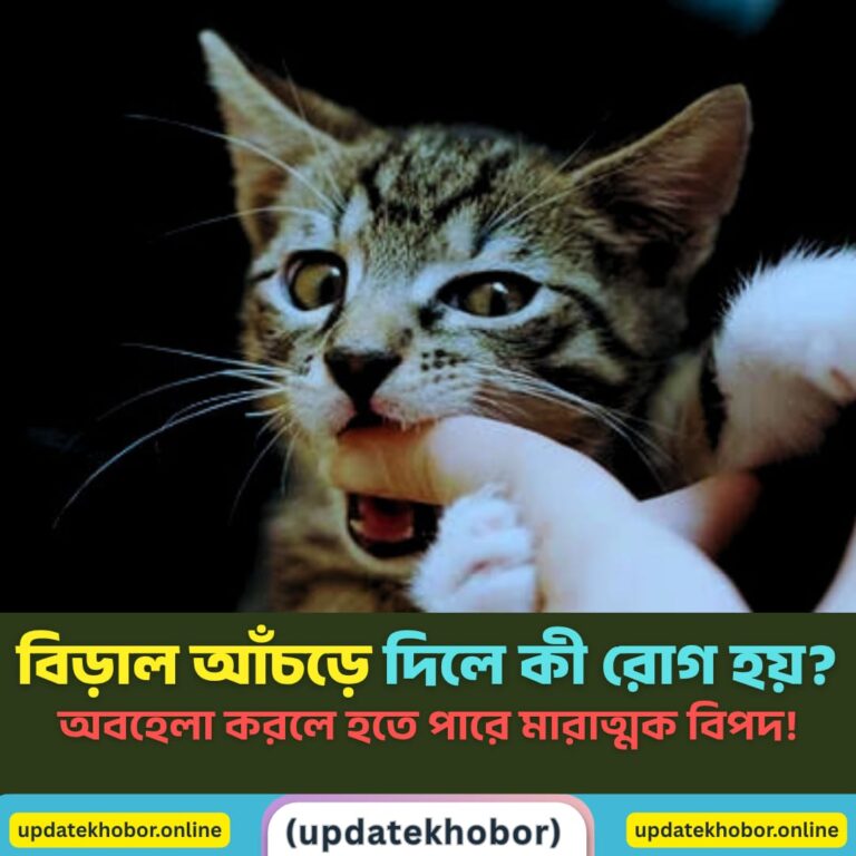 বিড়াল আঁচড়ে দিলে কী রোগ হয়? অবহেলা করলে হতে পারে মারাত্মক বিপদ! বিড়াল আঁচড়ে দিলে কী রোগ হয়? অবহেলা করলে হতে পারে মারাত্মক বিপদ!